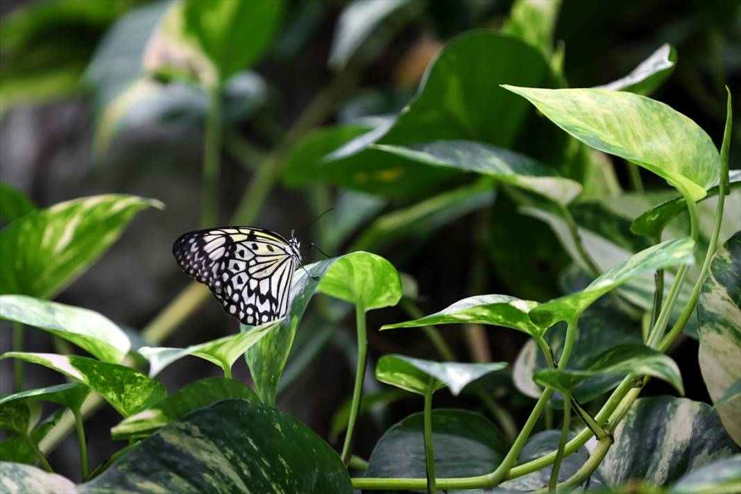 Konya’nın ünlü bahçesinde 10 bin kelebek vuslat için ilk kez kanat çırpacak 5